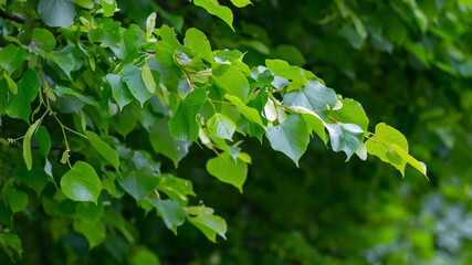 Fototapeta na wymiar Linden branch with fresh green leaves on a dark background