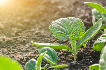 young plantings of cucumbers. vegetables are grown in a greenhouse on the farm. growing organic food.