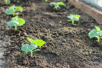 young plantings of cucumbers. vegetables are grown in a greenhouse on the farm. growing organic food.