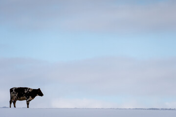large field that has reached with deep white fluffy snow and a lone cow is standing on it