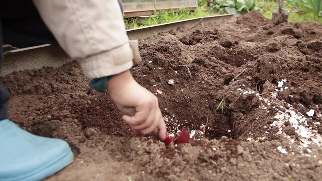 Close-up human hands are carefully mixing organic fertilizers in the hole. Seasonal work in the garden. Organic farming, gardening, vegetarian eco-food, agriculture. Warm, soft daylight.