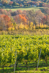 Canada, Nova Scotia, Annapolis Valley, Wolfville. Local vineyard.