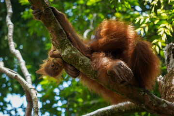 Wild mother and baby orangutan in the rainforest of the Gunung Leuser National Park, North Sumatra,...