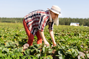 Beautiful woman eating a strawberry while gathering strawberries on a farm