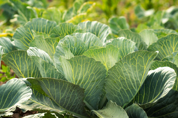 Young cabbage in the garden in sunny weather, growing cabbage