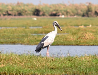 White stork, Mangalajodi, Odisha