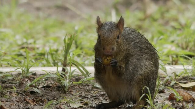 Cute young Cutia eating fruits in the grass. Slow motion footage