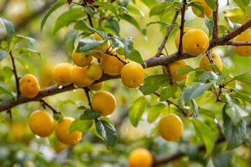 Ripe cherry-plum berries with raindrops in the garden on a tree. Growing cherry-plums