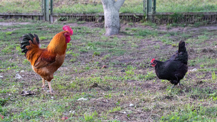 Orange rooster and black chicken in the farm garden