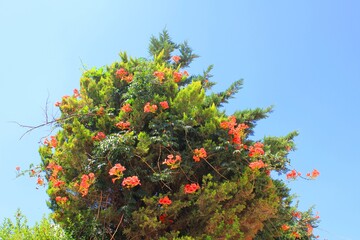 Photo of blooming Campsis radicans against the clear blue sky. 