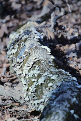 Fungus Reclaiming a Tree