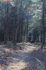 Fototapeta premium Into the Pines