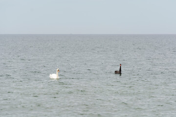Black swan in natural habitat. Cygnus atratus