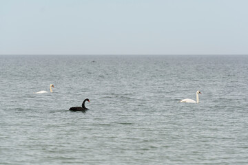 Fototapeta na wymiar Black swan in natural habitat. Cygnus atratus