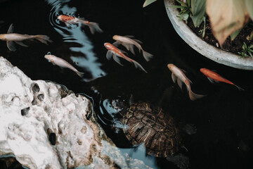 Koi fish and turtle in the pond. Water, stone, nature. Island Bali