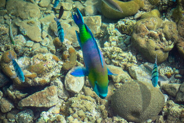 Parrotfish in the sea. Flora and fauna of the Red Sea. The wonderful world of the Red Sea. Sea Scenery