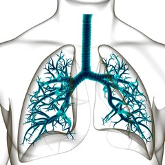 Lungs Human Respiratory System Anatomy For Medical Concept 3D