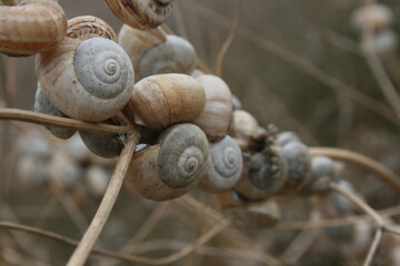 Snail shells on foliage. 