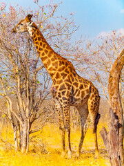 Giraffe in african savanna