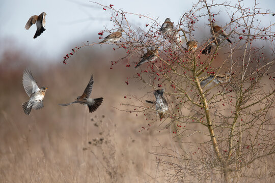 Grive litorne Turdus pilaris se nourrissant sur des baies en hiver