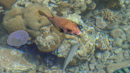 White-spotted puffer in the sea. Sea Scenery