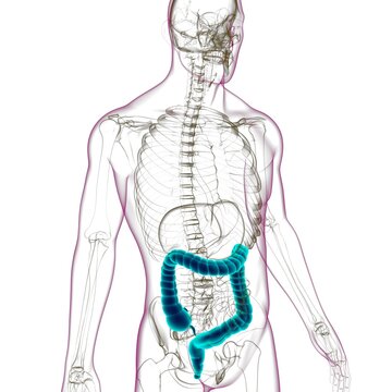 Large Intestine 3D Illustration Human Digestive System Anatomy