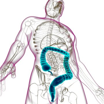 Large Intestine 3D Illustration Human Digestive System Anatomy