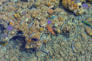 Flora and fauna of the Red Sea. The wonderful world of the Red Sea