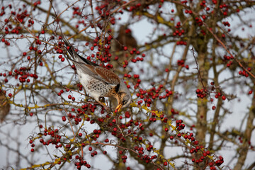 Grive litorne Turdus pilaris se nourrissant sur des baies en hiver