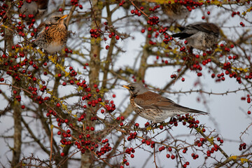 Grive litorne Turdus pilaris se nourrissant sur des baies en hiver