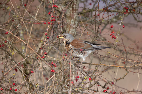 Grive litorne Turdus pilaris se nourrissant sur des baies en hiver