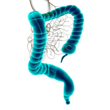 Large Intestine 3D Illustration Human Digestive System Anatomy