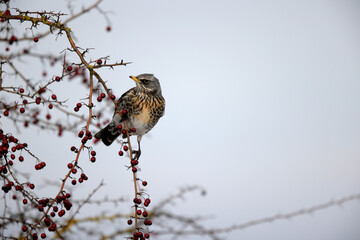 Grive litorne Turdus pilaris se nourrissant sur des baies en hiver