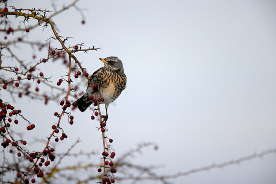 Grive litorne Turdus pilaris se nourrissant sur des baies en hiver