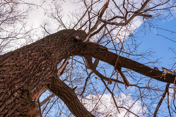 Fancy crown of a large willow without leaves.