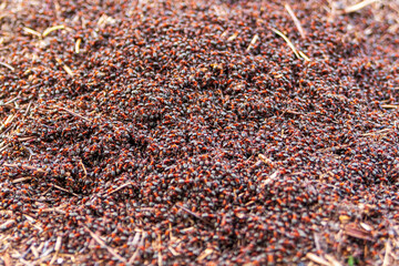  A huge cluster of forest ants.