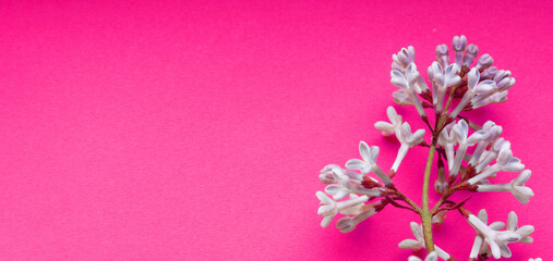 Lilac. A branch of purple lilac on a Pink background. Lilac blooming view from above. Spring, Plants and botany have come. Lilac is located on top. Flatly. Copy space for text.