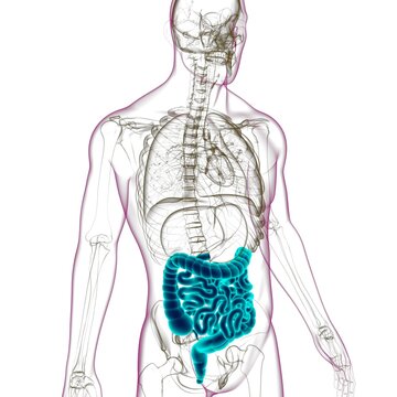 Small and large Intestine 3D Illustration Human Digestive System Anatomy