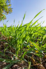 grass in the autumn season