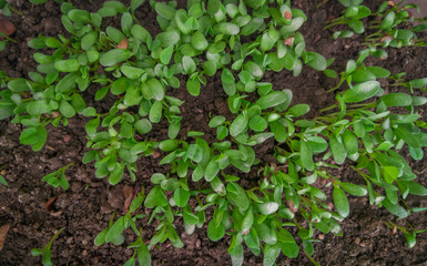seedling growing in soil in the garden, Fenugreek plant gardening, herbs plantation, nature photography