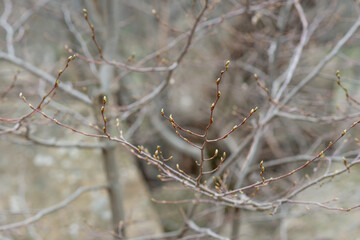 First bud on the branch in spring, first leaf.