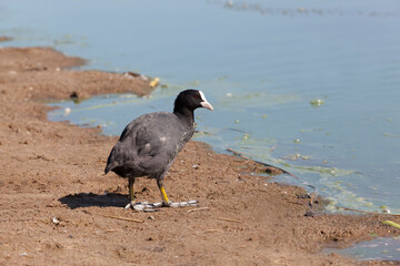 black coot in the spring season