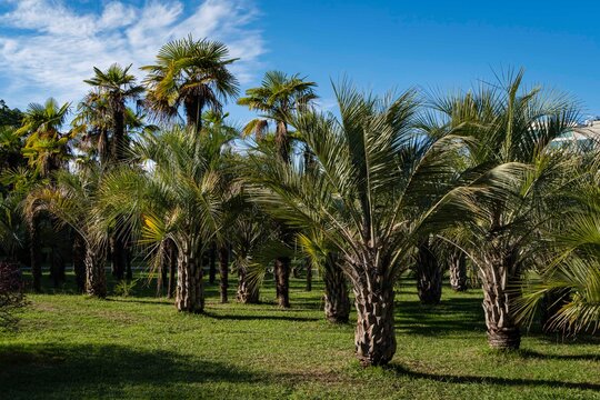 Butia capitata palms with turquoise leaves in cooperative park near Sochi commercial seaport. In the background  palm trees Canary Islands Date palms (Phoenix canariensis) against blue autumn sky.