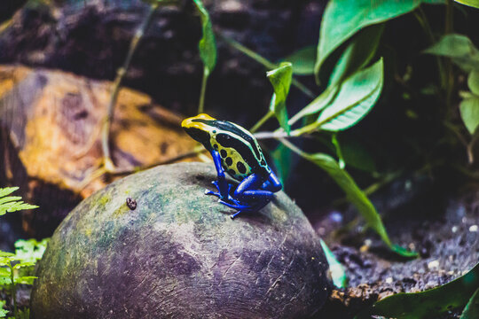 Rana venenosa del amazonas