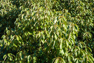 Quercus glauca (Cyclobalanopsis glauca), commonly called ring-cupped oak or Japanese blue oak. Oak leaves close-up. Evergreen landscape park in resort town of Sochi. Nature concept for design.