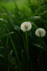 Two fluffy dandelion flowers grow in dark lush green grass