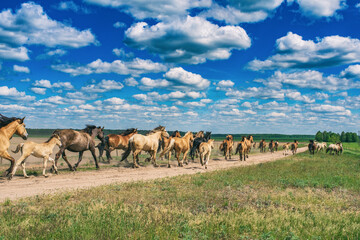 Fototapeta na wymiar Herd of horses running on the field in summer day.