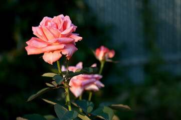 Pink rose with drops on the black background