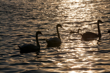 white-colored Swan at sunset