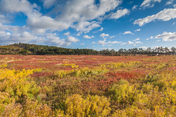 Canada, Nova Scotia, Advocate Harbour. Blueberry field in autumn.